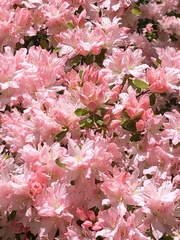 Rhododendron