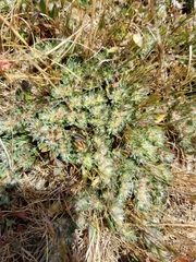 Cardionema ramosissimum