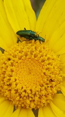 Psilothrix viridicoerulea