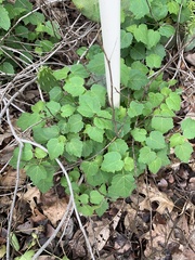 Pavonia lasiopetala