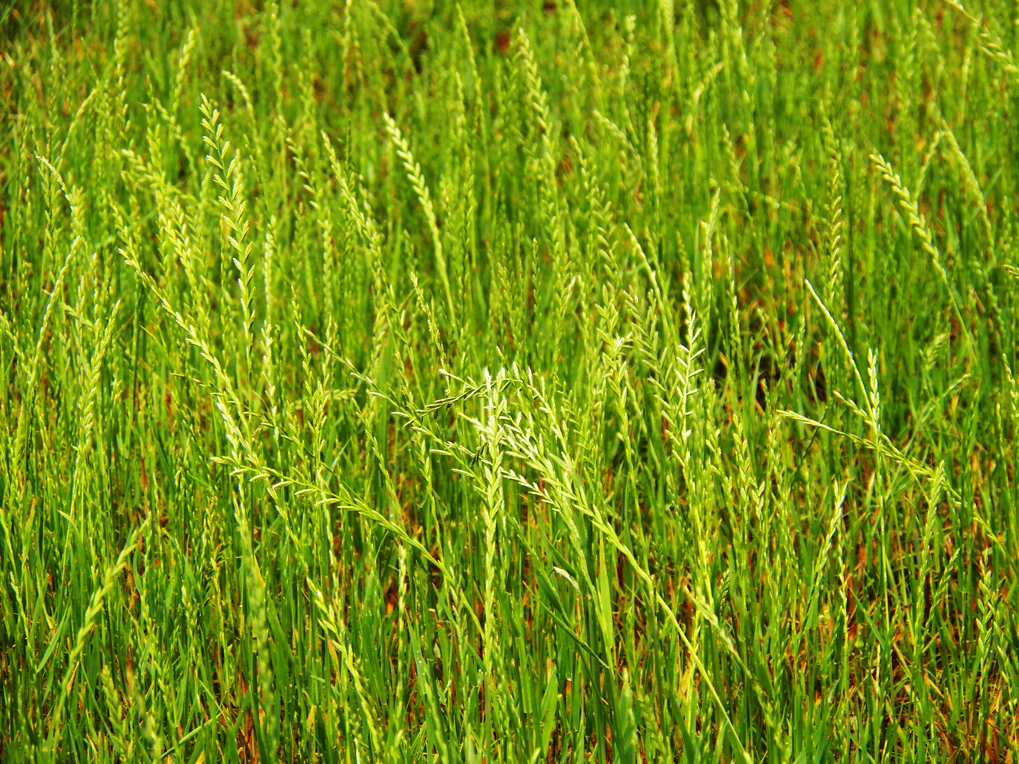 (c) Diana Foreman, aucun droit réservé (CC0) https://www.inaturalist.org/observations/76201668