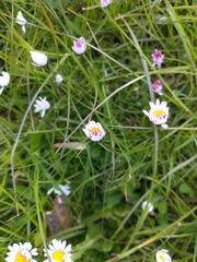 Bellis perennis