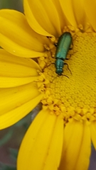 Psilothrix viridicoerulea