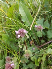 Lamium purpureum