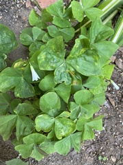 Oxalis triangularis