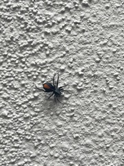 Castianeira occidens