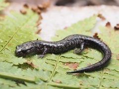 Plethodon welleri