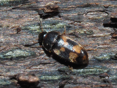 Litargus connexus