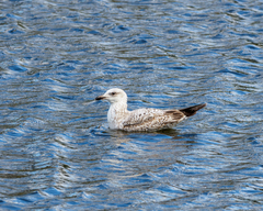 Larus argentatus