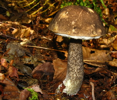 Leccinum snellii