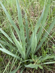 Eryngium yuccifolium