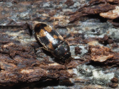 Litargus connexus