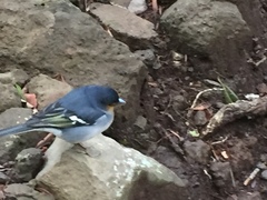 Fringilla coelebs palmae