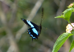 Papilio oribazus