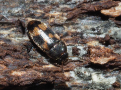 Litargus connexus