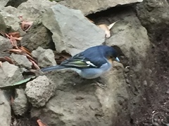 Fringilla coelebs palmae