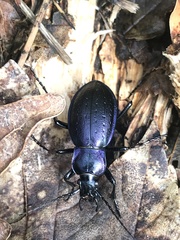Carabus obsoletus