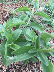 Campuloclinium macrocephalum