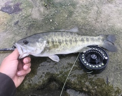 Guadalupe Bass photo 5