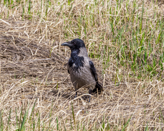 Corvus cornix
