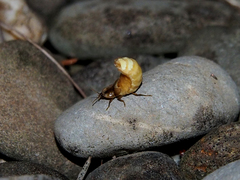Lamprohiza mulsantii