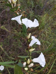 Ipomoea squamisepala