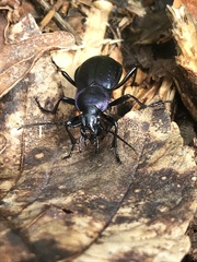 Carabus obsoletus