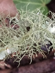 Usnea intermedia