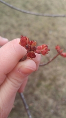 Acer rubrum image