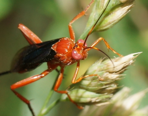 Orchid Dupe Wasp