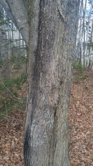 Acer rubrum image