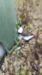 Blackstonia acuminata