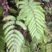 European Chain Fern - Photo (c) Andre Hosper, some rights reserved (CC BY), uploaded by Andre Hosper