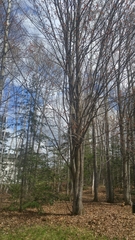 Acer rubrum image