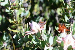 Capys alphaeus alphaeus