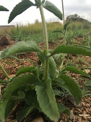 Campuloclinium macrocephalum