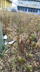 Blackstonia acuminata