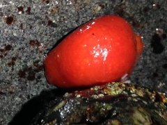 Aplousobranchia