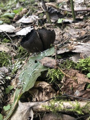 Urnula