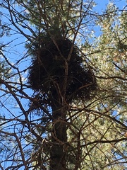 Arceuthobium douglasii