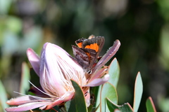 Capys alphaeus alphaeus