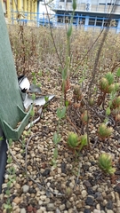 Blackstonia acuminata