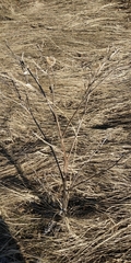Arctium tomentosum