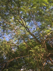 Vachellia campechiana