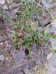 Lamium purpureum