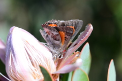 Capys alphaeus alphaeus