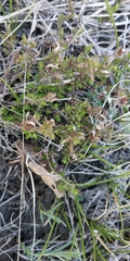 Thymus pannonicus