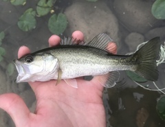 A largemouth bass held above the water