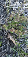 Thymus pannonicus