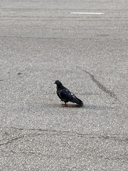 Columba livia domestica